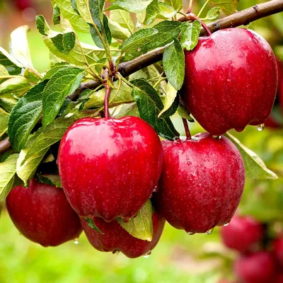 Produktbild von Malus domestica 'Red Delicious', roter, süßer Apfelbaum, Höhe 80 cm, 5 Liter Topf