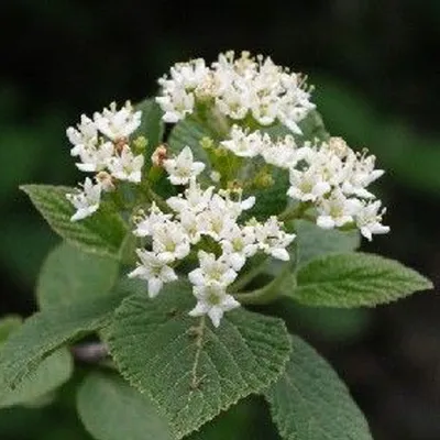 Image de Boule de neige laineuse - Viburnum lantana | 40-60 cm en conteneur