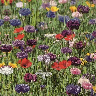 Produktbild von RP 20 Servietten Flower Field - Buntes Blumenfeld 33x33cm
