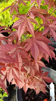 Image de Acer palmatum 'Atropurpureum' / Erable du Japon pourpre