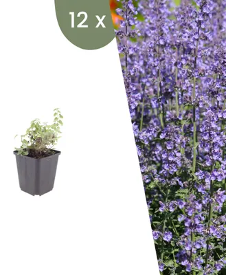 Produktbild von Plants by Frank | 12 Katzenminze 'Grol' Pflanzen | Nepeta Faassenii 'Grol' | Stauden | Winterhart | Mehrjährig | Gartenpflanzen