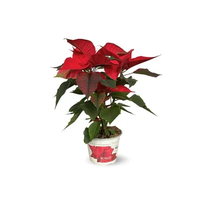 Image de Poinsettia - plante d'intérieur - ↕ 30-40 cm - ⌀ 13 cm - étoile de noël