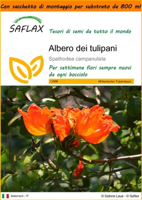 Immagine prodotto di SAFLAX Garden in the bag - Albero dei tulipani - 30 semi - Spathodea