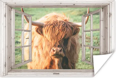 Produktbild von MuchoWow® Poster Schottischer Highlander - Ansicht - Fenster - Tier 180x120 cm - Fotoplakat