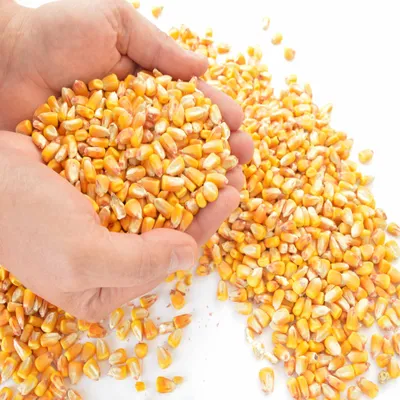 Produktbild von 25 kg Samore Futtermais Mais Hühnerfutter Nagerfutter