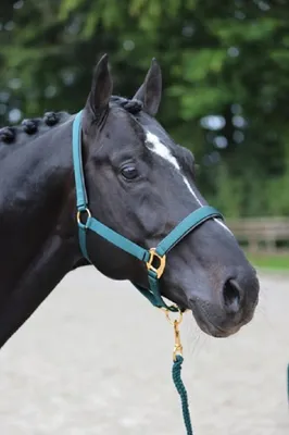Obrázek produktu pro Kerbl Halfter TopLine, černý, Pony, 3224615