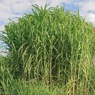 Produktbild von Miscanthus Giganteus Pflanze, 2L Topf, mehrjähriges Ziergras, bis zu 3m Wuchshöhe
