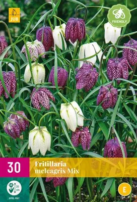 Artikelbild 2 von 'Fritillaria meleagris Mix (30 Stück)' aus der Kategorie Kaiserkronenzwiebeln