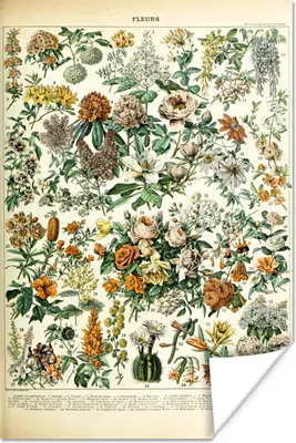 Produktbild von MuchoWow® Poster Blumen - Orange - Gelb 80x120 cm - Papierdruck