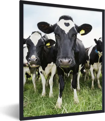 Produktbild von MuchoWow® Gerahmtes Poster Kühe - Gras - Frühling - Tiere - Wiese - Bauernhof 60x80 cm - Poster mit Schwarzem Bilderrahmen Wandposter Rahmen Foto Bilder - Premium - Wanddeko Wohnzimmer