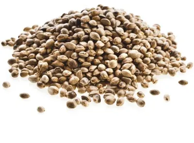 Produktbild von WachtelGlück® Hanfsamen - Futterhanf - 1 Kg