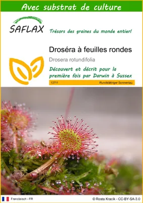 Image de SAFLAX  - Droséra à feuilles rondes - 50 graines - Avec substrat - Drosera