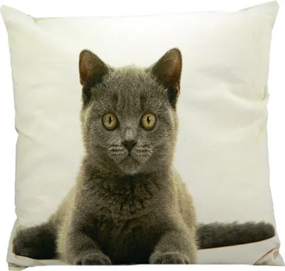Zdjęcie produktu dla Mars&More kanevas kissen britisch kurzhaar katze 50x50cm GKKSKBK