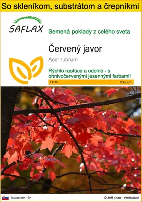 Obrázok produktu pre SAFLAX Kultivačný set - červený javor - Acer rubrum - 20 Semená - S mini skleníkom, pestovateľským substrátom a 2 črepníkmi