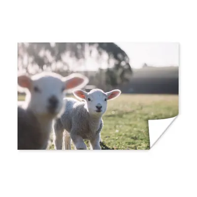 Obrázok produktu pre MuchoWow® Plagát - Zvieratá - Ovce - jahňatá - 120x80
