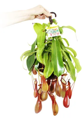 Produktbild von Fleischfressende Pflanze – Nepenthes alata, 14-cm-Topf für Ampeln
