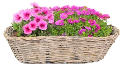 Produktbild von Balkonkorb - oval - Rattan geflochten - 46 x 22 x 17 cm - Blumen/Pflanzen - Zaunkorb