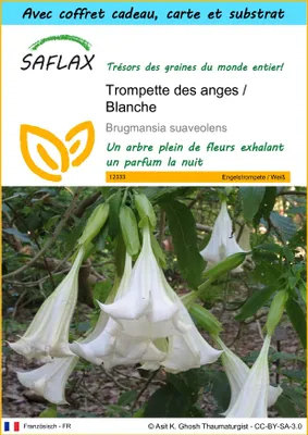 Image de SAFLAX Ensemble-cadeau - Trompette des anges / Blanche - 10 graines - Brugmansia