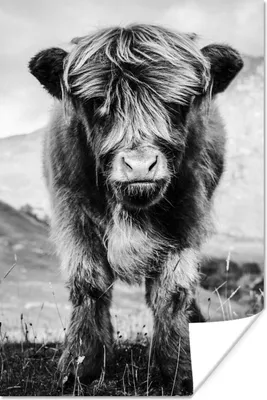 Produktbild von MuchoWow® Poster Schottischer Highlander - Berg - Schwarz - Weiß 40x60 cm - Plakate für die Wand - Poster Babyzimmer