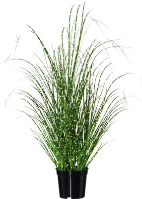 Produktbild von Kunstpflanze Miscanthus Höhe: 58 cm grün