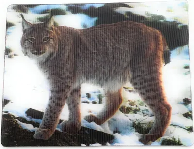 Produktbild von Onwomania Schneeluchs Luchs Raub Katze 9x7cm 3D Magnet Karte Kühlschrankmagnet Magnetbild Heftmagnet mehrfarbig