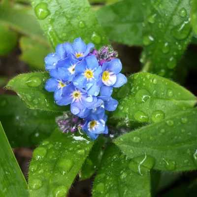 Immagine prodotto di 6 x Nontiscordardime di palude - Myosotis palustris | vaso 9cm x 9cm