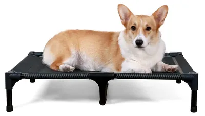 Image de Lit pour chien surélevé, idéal pour l'extérieur