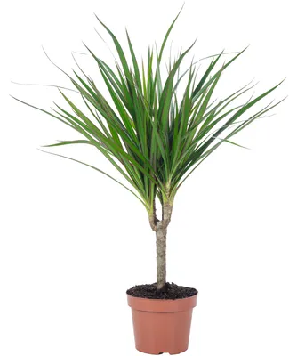 Produktbild von Drachenbaum - pflegeleichte Zimmerpflanze, Dracaena Marginata - Höhe ca. 35 cm, Topf-Ø 12 cm