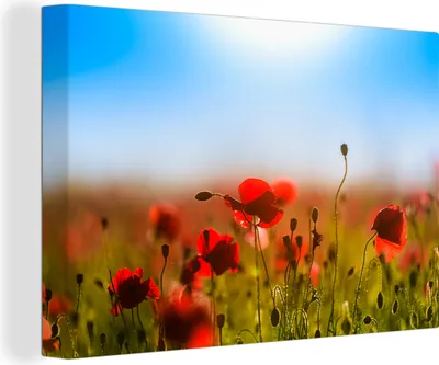 Zdjęcie produktu dla OneMillionCanvasses® - Obraz na płótnie - 140x90 cm, Maki pod błękitnym niebem, Dekoracja ścienna - Zdjęcie na płótnie - Obraz na drewnianej ramie