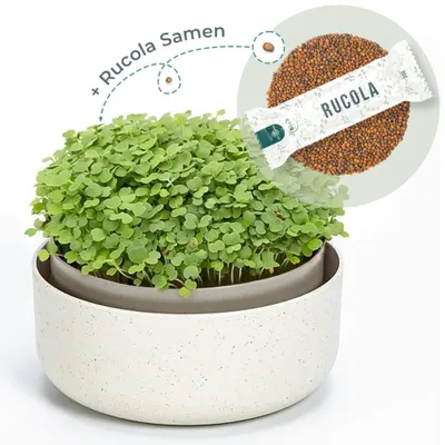 Produktbild von OraGarden Keimsprosskit mit Rucola Samen