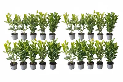 Produktbild von 20 großblättriger Kirschlorbeer, Prunus Rotundifolia, Höhe: 40-50 cm, Heckenpflanzen
