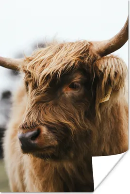 Produktbild von MuchoWow® Poster Schottischer Highlander - Tiere - Hörner 40x60 cm - Plakate für die Wand - Poster Babyzimmer
