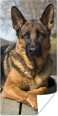 Produktbild von MuchoWow® Poster Ein Deutscher Schäferhund auf einer Mole 20x40 cm - Plakat - Foto