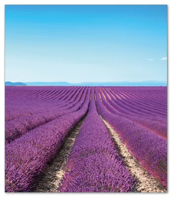 Produktbild von Wallario Herdabdeckplatte aus Glas, Größe 52 x 60 cm 1-teilig, Motiv Lavendelfeld unter blauem Himmel