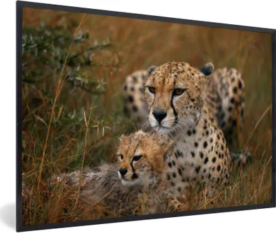 Produktbild von MuchoWow® Gerahmtes Poster Geparden sitzen zusammen 30x20 cm - Poster mit Schwarzem Bilderrahmen Wandposter Rahmen Foto Bilder - Kunstdruck - Bild-Poster