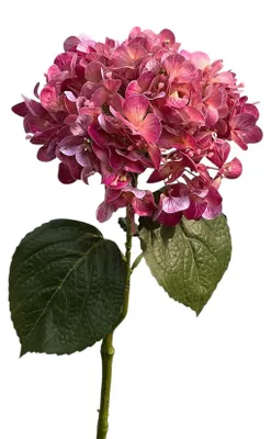Immagine prodotto di Hortensia real touch 75cm malva