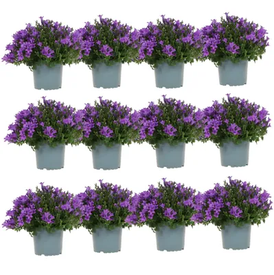 Produktbild von Campanula Addenda - Glockenblume Lila Topf Größe 12Cm - 2M2 Bodendecker - 12 Stück - Ambella Lila - Gartenpflanzen - Hardy