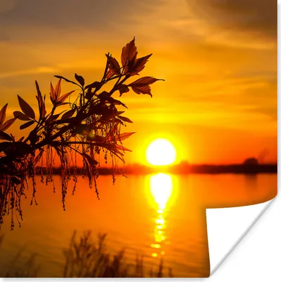 Produktbild von MuchoWow® Poster Sonnenuntergang - Wasser - Pflanzen - Orange 75x75 cm - Wand Dekoration