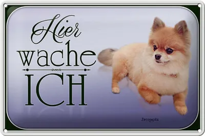 Produktbild von Blechschild Hund 30x20cm Zwergspitz hier wache ich