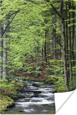 Produktbild von MuchoWow® Poster Fluss im Wald des Nationalparks Bayerischer Wald 40x60 cm - Plakate für die Wand - Poster Babyzimmer
