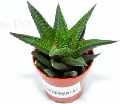 Immagine prodotto di Haworthia limifolia