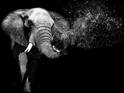 Produktbild von Fototapete Vlies 11769V4 Elefant 2-tlg. 254 x 184 cm