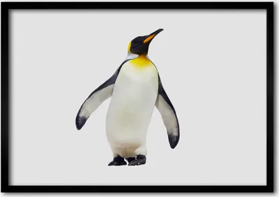 Produktbild von Bild - Bilder - Bilderrahmen - 70 cm x 50 cm - MDF-Rahmen, Wandkunst Pinguin
