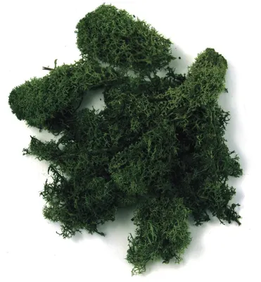 Produktbild von Rayher 8503213 Islandmoos, dunkelgrün, Btl. 100 g, echtes Natur-Moos (Island), konserviert, gereinigt, zum Basteln, Deko-Moos zu Ostern, Weihnachten,