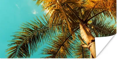 Produktbild von MuchoWow® Poster Palme - Sommer - Tropisch 40x20 cm - Poster für die Wand - Poster Schlafzimmer