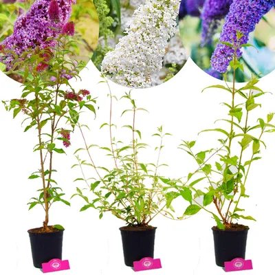 Produktbild von Set mit 3 Schmetterlingssträuchern – 1 'Pink Delight', 1 'Nanho Blue', 1 'White Profusion' - Höhe 60 cm - Buddleja davidii - 2-Liter-Topf