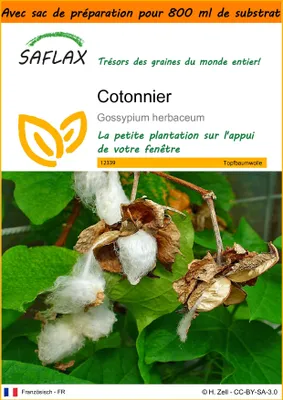 Image de SAFLAX Garden in the bag - Cotonnier - 12 graines - Gossypium