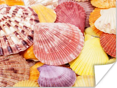 Produktbild von MuchoWow® Poster Muscheln - Rot - Gelb - Strand - Sommer 120x90 cm - Wandbild