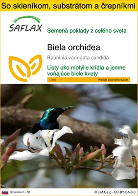 Obrázok produktu pre SAFLAX Kultivačný set - Biela orchidea - Bauhinia variegata candida - 5 Semená - S mini skleníkom, pestovateľským substrátom a 2 črepníkmi
