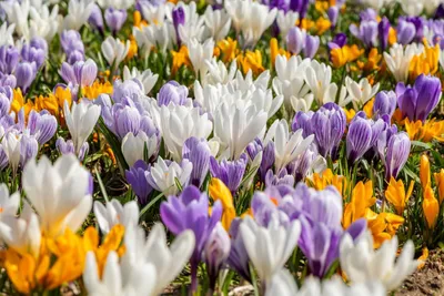 Imagen del producto de 20 bulbos de crocus "Miel" para abejas e insectos. Bulbos de flores, crocus
